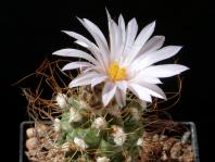 Thumbnail of 1910_Turbinicarpus pseudomacrochele CardonalHildalgo_20180507(1).JPG
